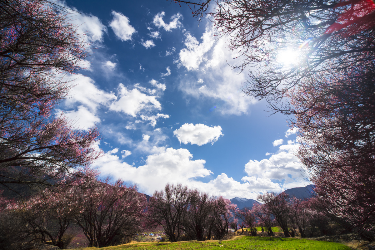 南迦巴瓦桃花开