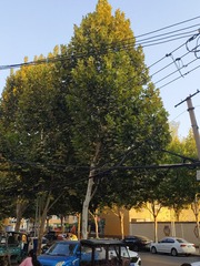 1000033014