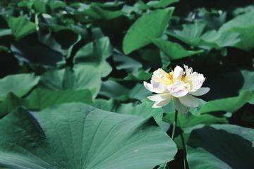 2D3BE6AE-8B7A-4B60-B3F9-247E930BE07D/L0/001