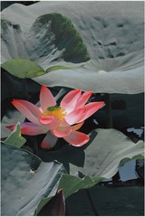 351F197F-BBA7-46D1-90EA-E130F93EFD90/L0/001
