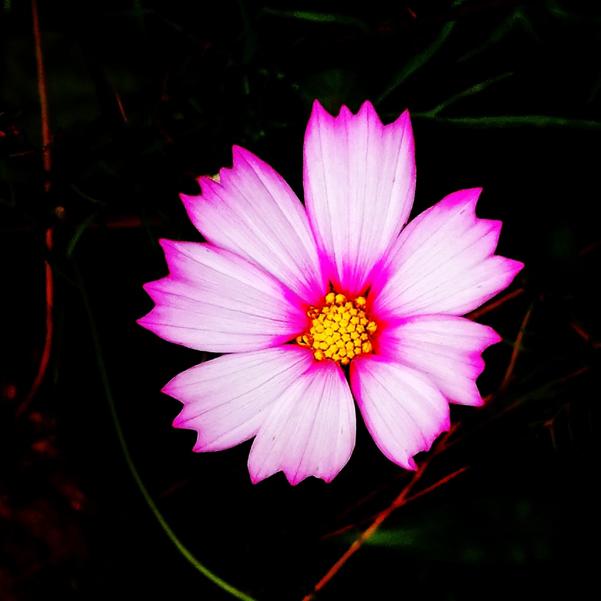 格桑花202105华为三明