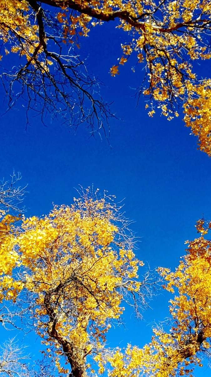 胡杨韵味华为内蒙