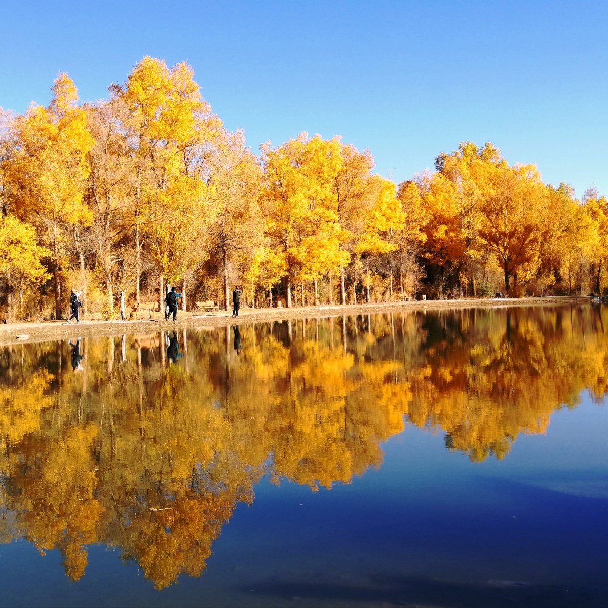 胡杨林201810华为p10阿拉善旅拍
