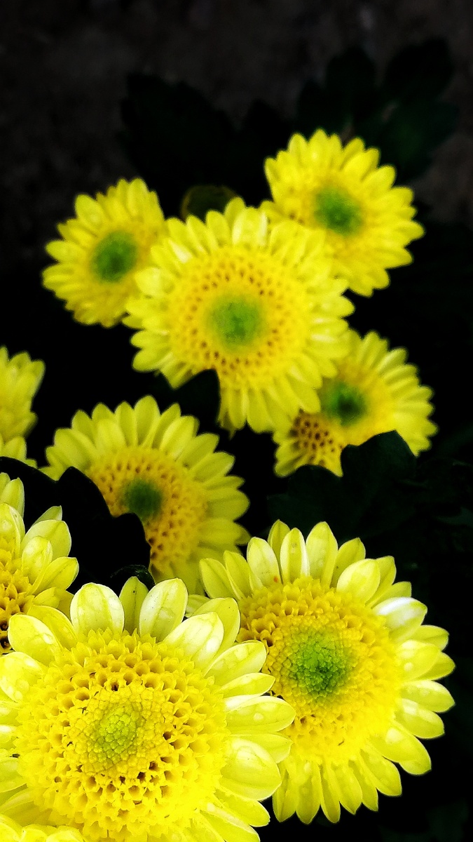 菊韵202011华为p10三明