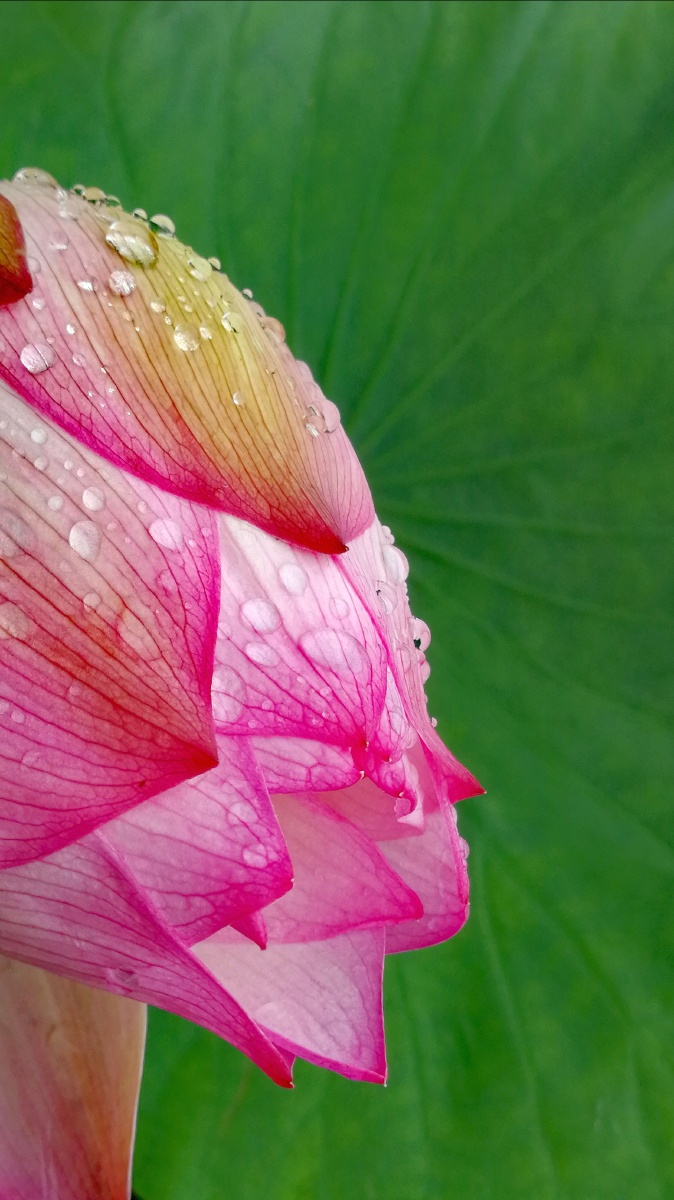 《荷露》202006华为p10三明随拍