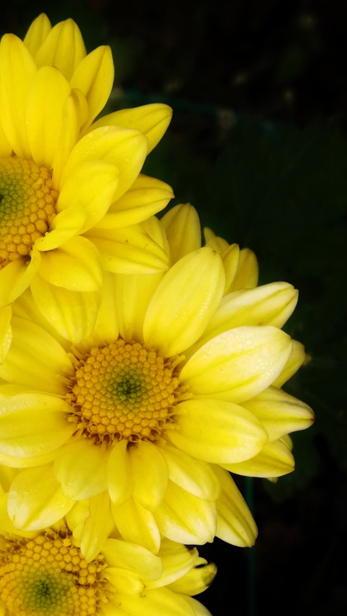 《菊魅》201912华为p10福建三明随拍