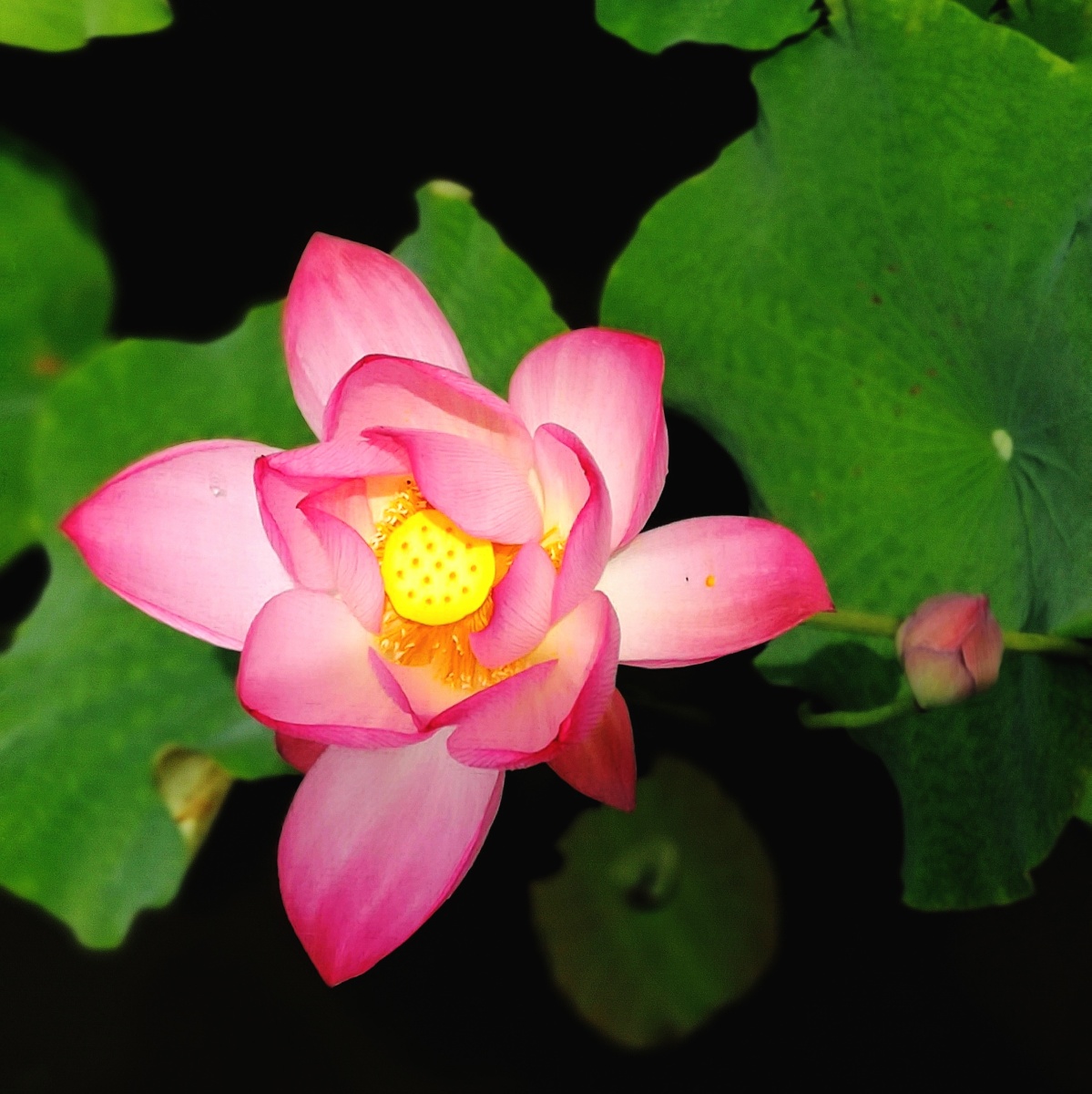 荷202105华为三明