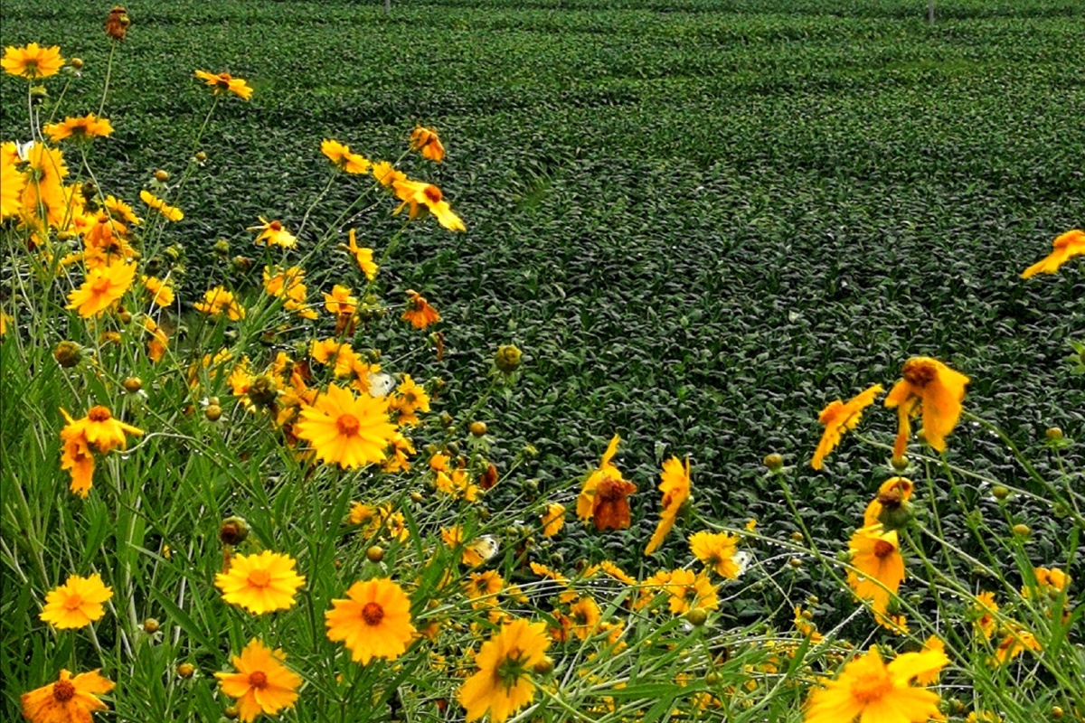 田野花香202105华为三明