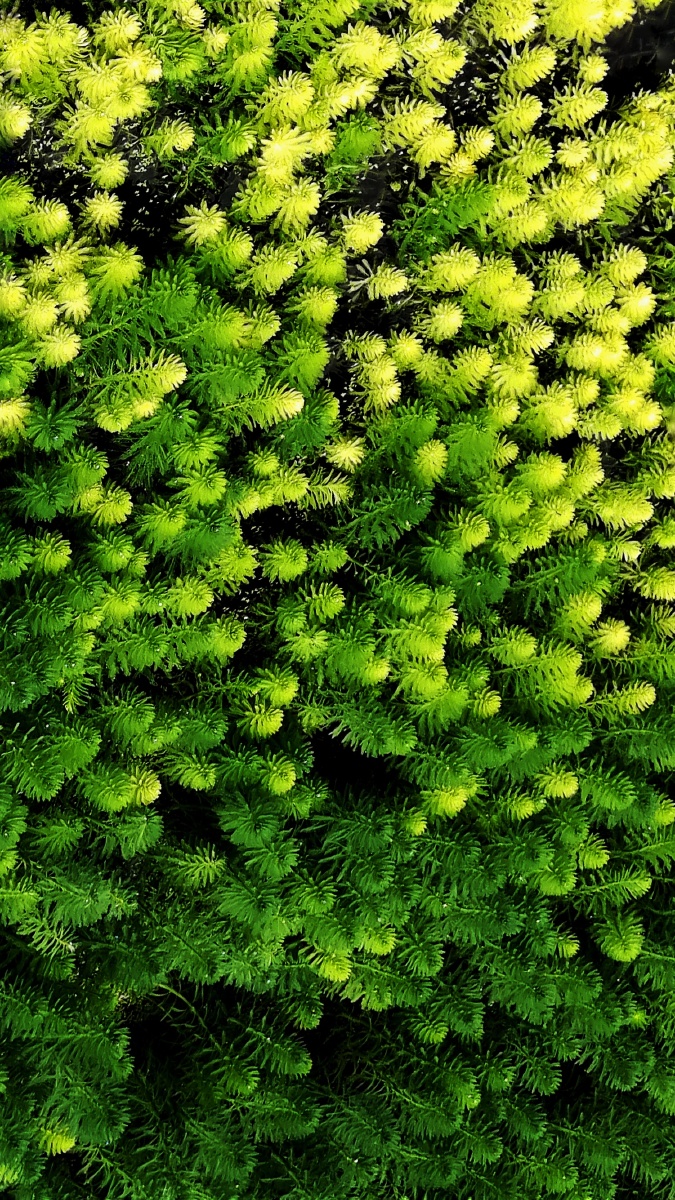 靓绿202106华为三明