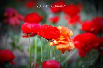 _MG_1486 拷贝.jpg