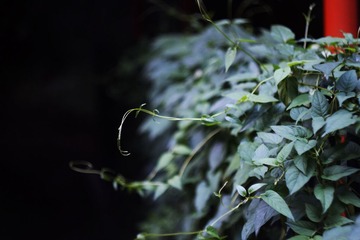 _MG_2856.jpg