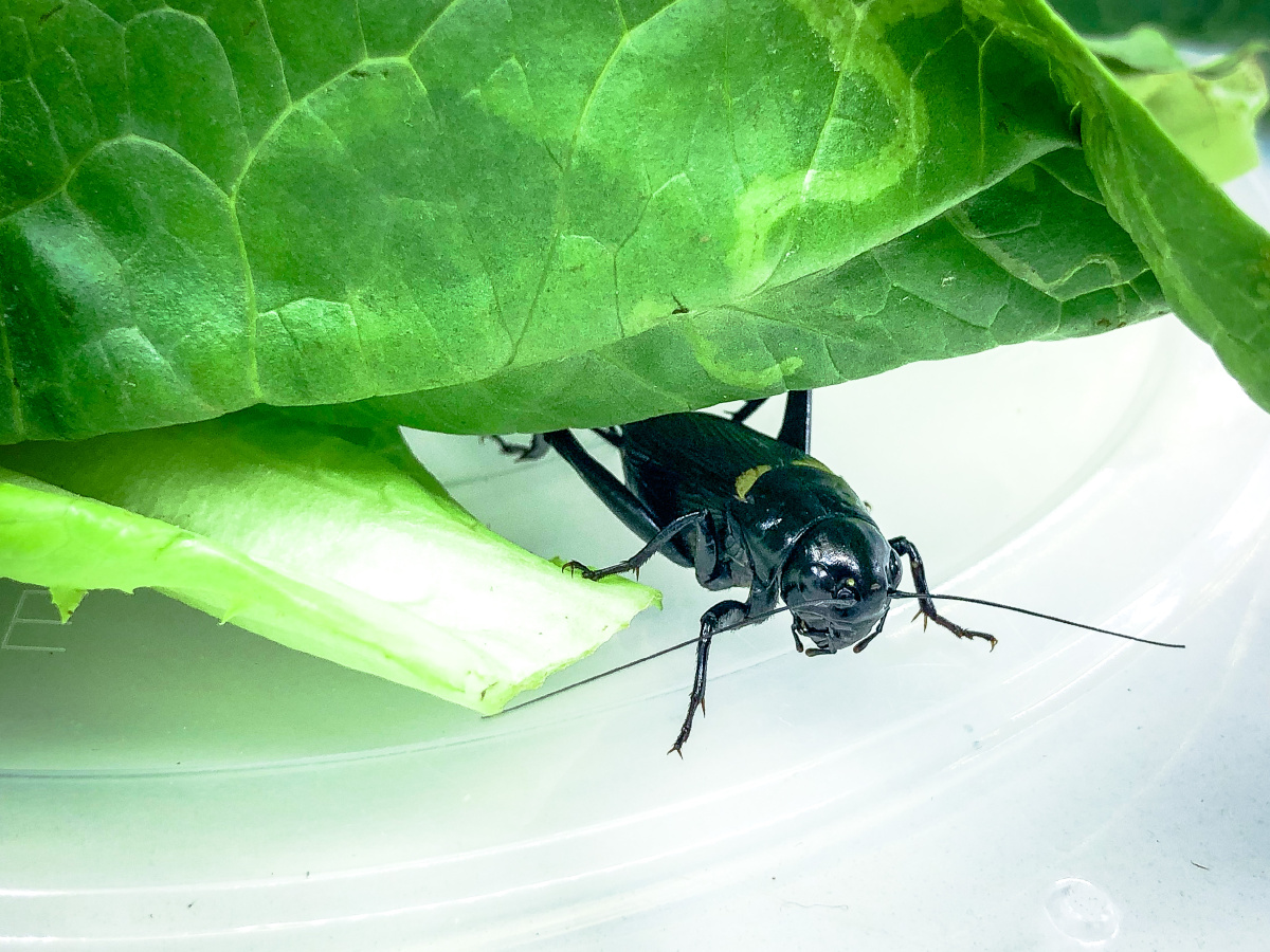 一只蟋蟀藏在菜叶下