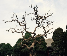 2D1201CD-B8F3-408F-94F2-2E300BDBBB33/L0/001