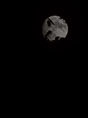 1000012172