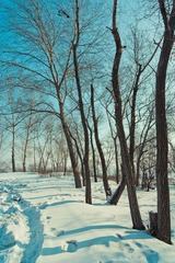 snow at harbin
