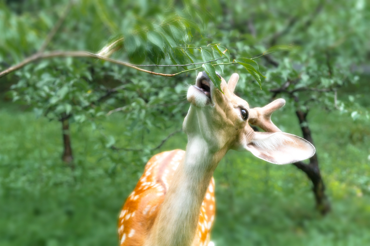 梅花鹿啃树叶
