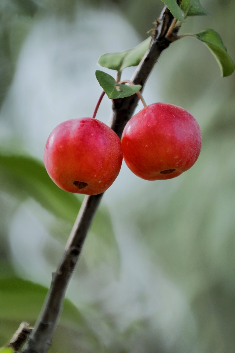 海棠果红了的时候 - 盛叶 - 图虫