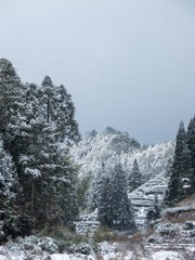 1000216806