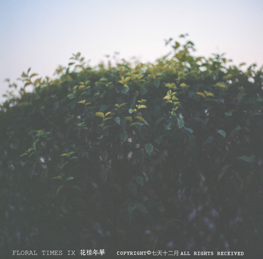记得这是东北冬天开始前最后的一部分绿色了。