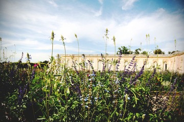 garden.jpg