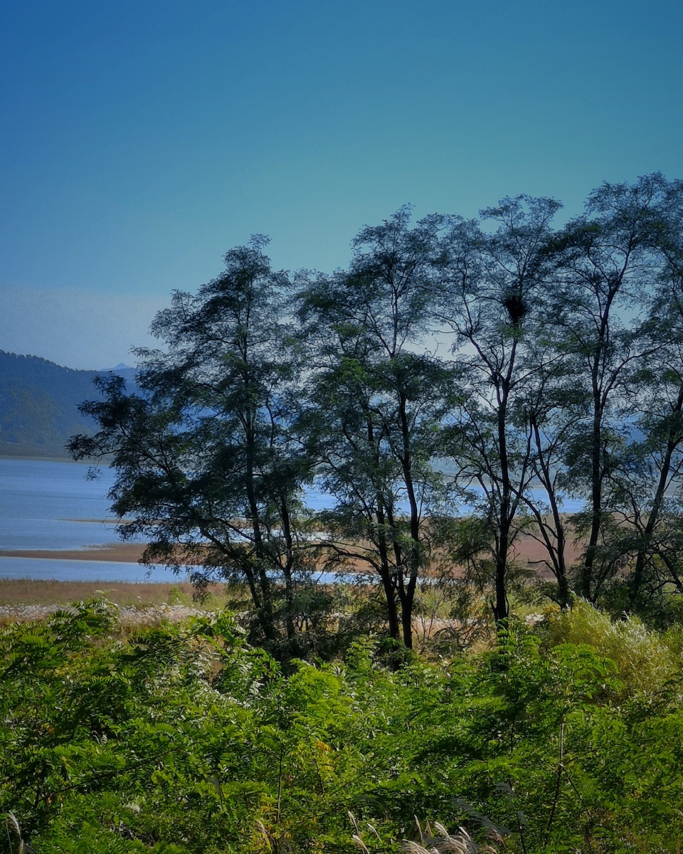 树- 浪琴416 - 图虫网 - 优质摄影师交流社区