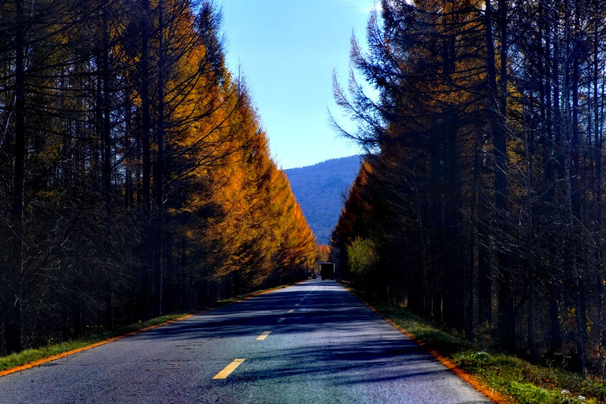 最美的森林公路