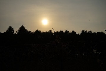 2733737