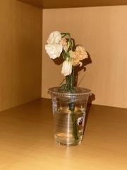 A424ACAA-6DB0-46AD-B0C6-29AE0CE35B55/L0/001