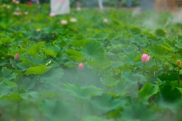 CC76CD55-A0A9-4D06-84F7-6668AFE4ED10/L0/001