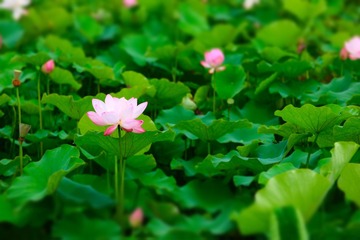 08D88367-6FD8-4CD2-951E-3D8D3EDB8183/L0/001