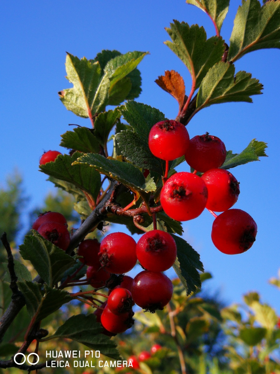 春花秋实硕果累累