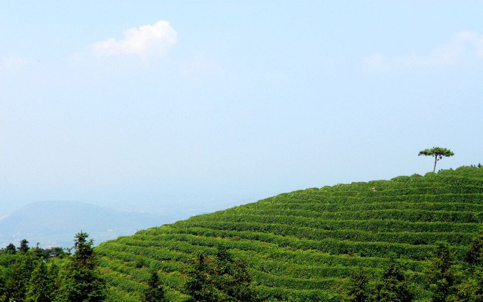 山上的茶叶<br />
