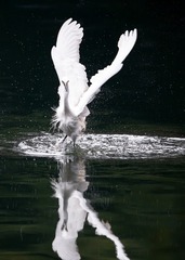 53481