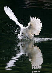 53488