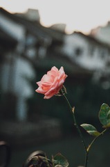 20171028-IMGP9156-2
