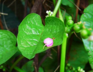 CIMG0069_副本.jpg