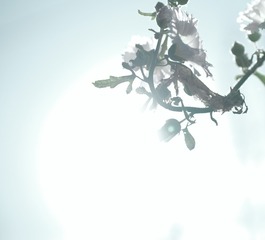 D4E81F56-43D7-4438-91DE-29A2F908C3D8/L0/001