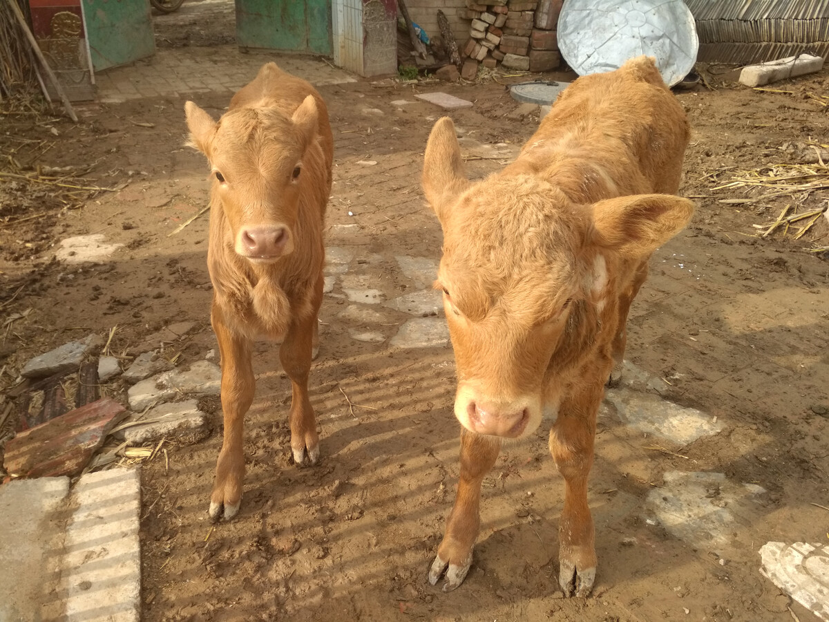 纯种肉牛养殖,牛羊养殖舍分析:适合养殖纯种肉牛品种