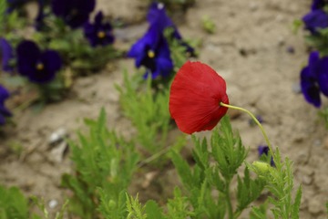 DSC00754.jpg