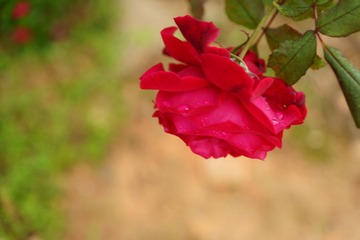DSC00944.JPG
