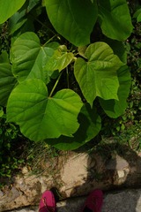 DSC00756.JPG