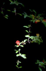 C5E4F872-E596-429A-B918-E70FD3CBAF2B/L0/001