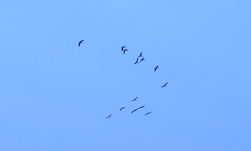 1502888