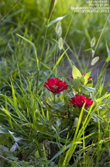 IMGP1359.jpg