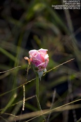 IMGP1369.jpg
