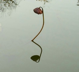 53826