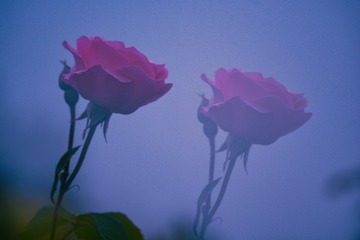 1116047
