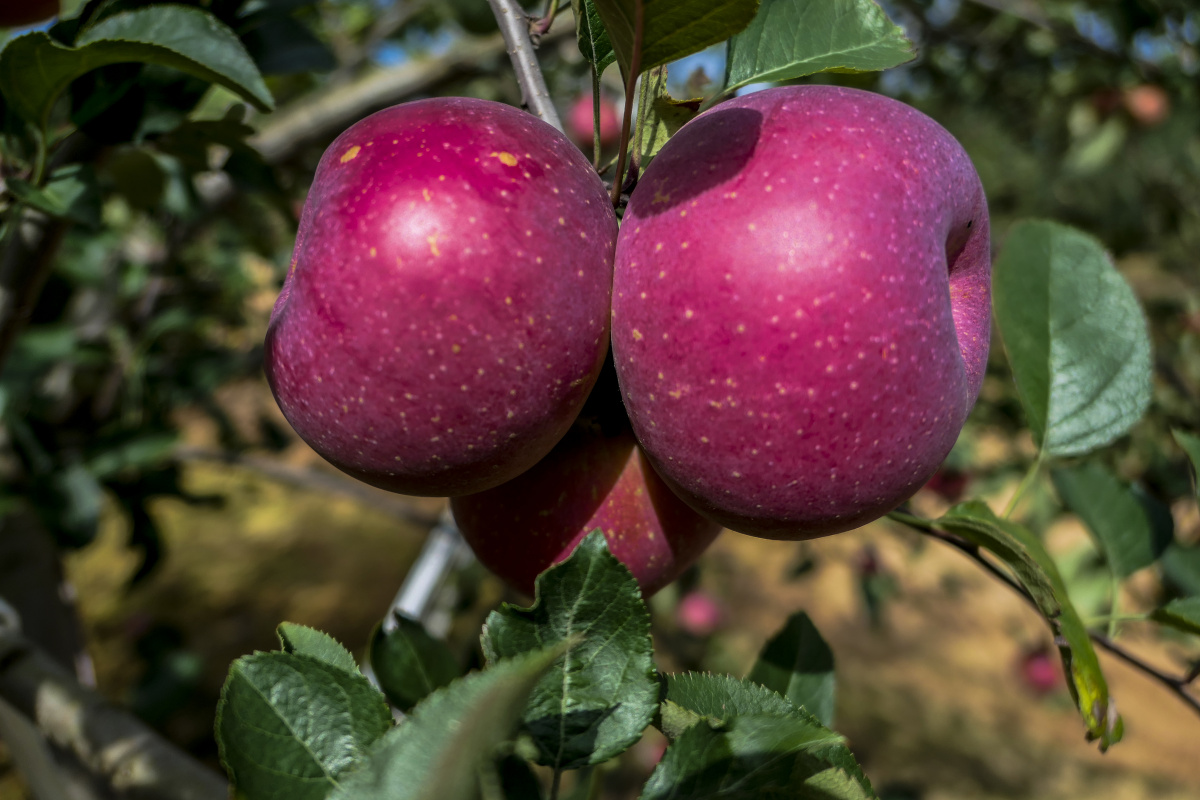 红苹果糖心富士苹果红玉