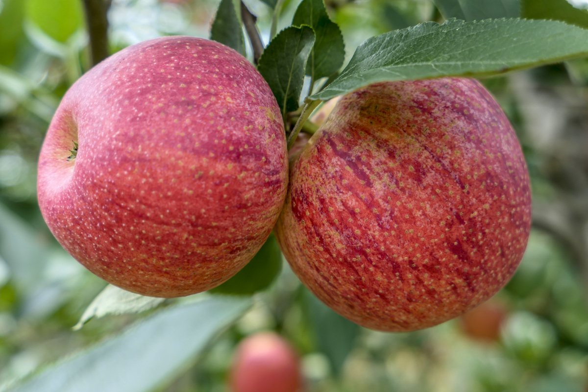 红苹果糖心富士苹果红玉