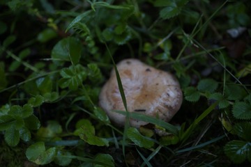 _DSC6353